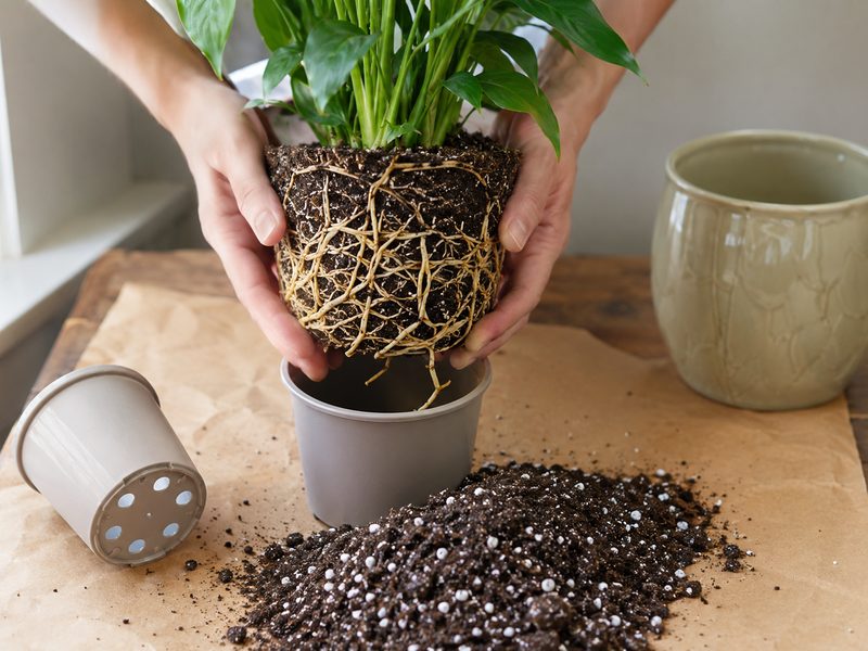 How to Repot a Houseplant
