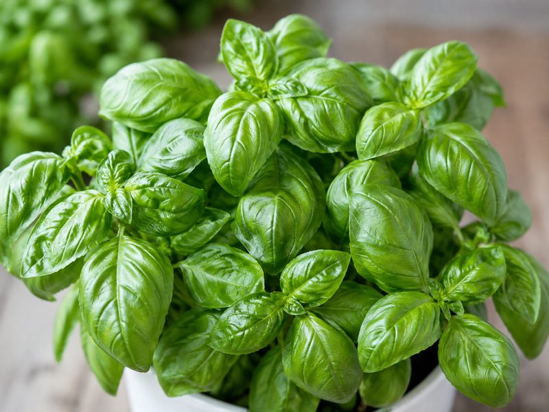 How to Store Fresh Basil